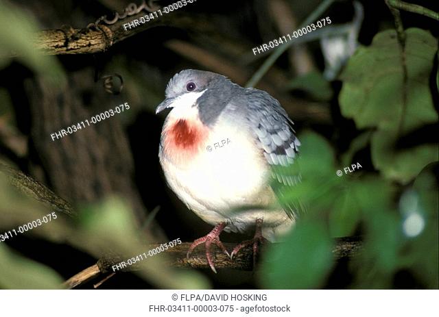 Luzon Bleeding-heart Pigeon Gallicolumba luzonica Perched
