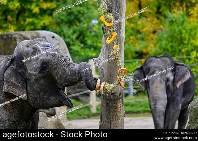 Pumpkin feast for Asian elephant in Prague Zoo, Czech Republic, October 26, 2023. (CTK Photo/Roman Vondrous)