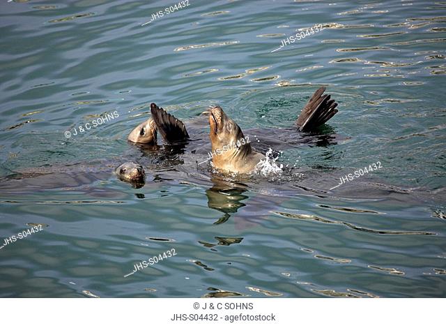 Californian Sea Lion, Zalophus californianus, Monterey, California, USA, group in water