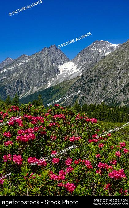 19 July 2021, Austria, Sankt Jakob: Rusty-leaved alpine rose (Rhododendron ferrugineum), also called rusty alpine rose or rusty alpine bush