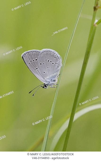 Small Blue, Cupido minimus. Sexual dimorphism. Male has blue upper wings and female is brown. Wingspan: 16-27mm. Silvery underwing with black eyespots