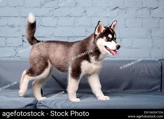 Theme pet puppy dog home. Funny active baby husky female black and white, three months old, is playing on a gray sofa in the living room