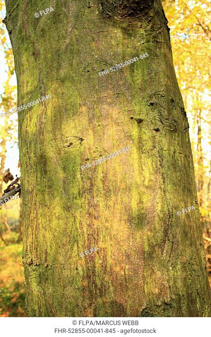 European Hornbeam Carpinus betulus close-up of trunk, growing in ancient woodland, Wolves Wood RSPB Reserve, Hadleigh, Suffolk, England, november