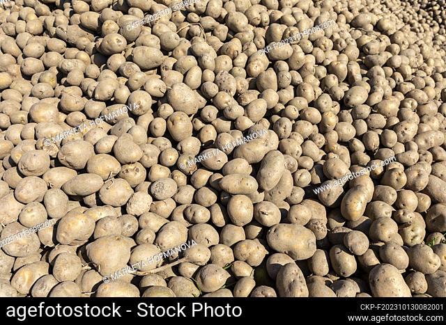 Harvest, potato, potatoes, Mladejovice, Cejetice, Strakonice. (CTK Photo/Marketa Hofmanova)