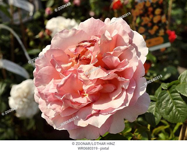 Rose Polka 91, Shrub rose