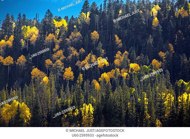 Fall colors have arrived by way of the Aspen Tree leaves at Grand Canyon National Park and Kaibab National Forest, Arizona