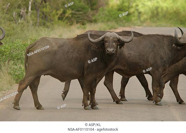 African Buffalo - Kruger National Park, South Africa