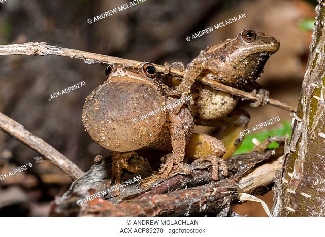 Spring Peepers (Pseudacris crucifer ) with vocal sac inflated while chorusing during the spring breeding season in Muskoka near Rosseau, Ontario, Canada