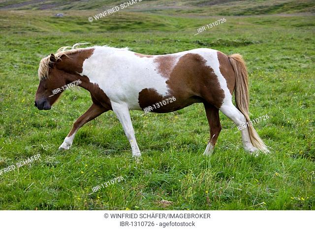 Icelandic Horse, Iceland, Europe
