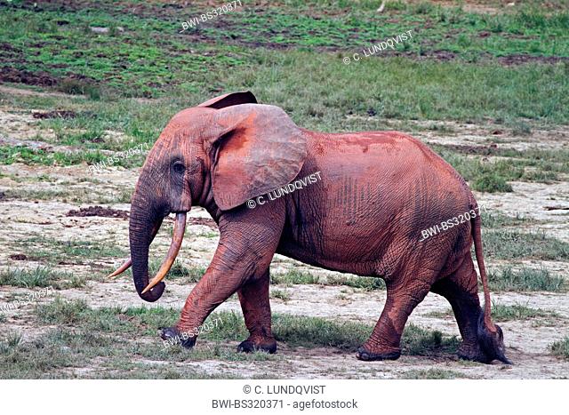 Forest elephant, African elephant (Loxodonta cyclotis, Loxodonta africana cyclotis), bull with red mud on its skin, Central African Republic, Sangha-Mbaere