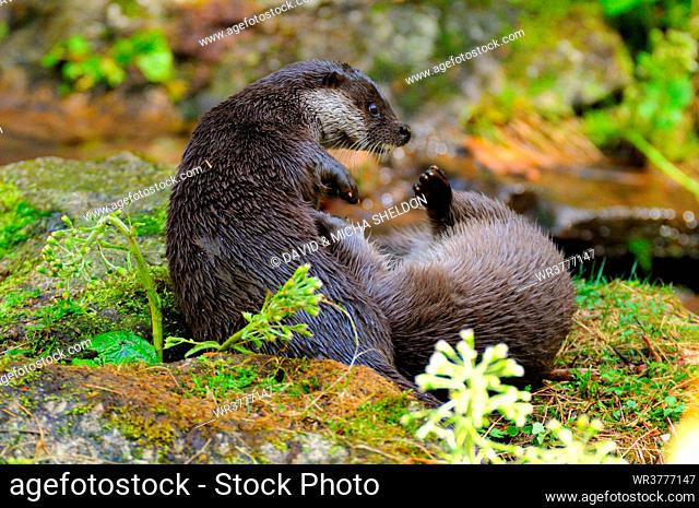Close-up of two River Otters (Lutra lutra) fighting on rock, Germany