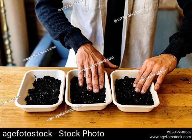 Man arranging microgreen plants in trays