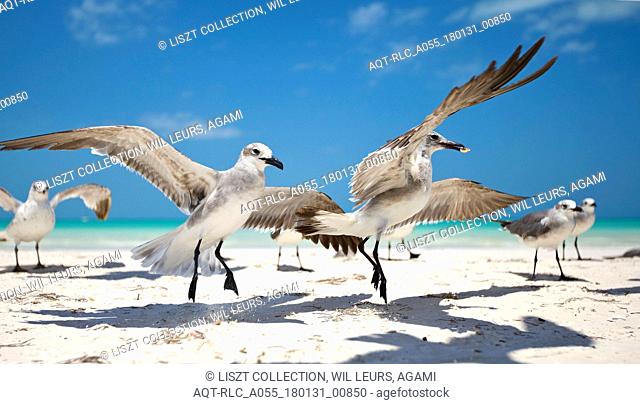 Laughing Gull group at beach Mexico, Laughing Gull, Leucophaeus atricilla