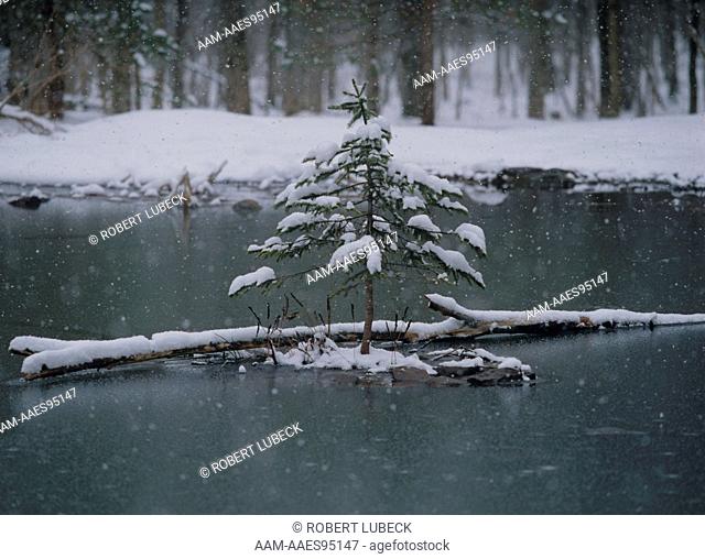 Big Marsh, early Snowfall, snowing, Winter, Hamilton Co., Adirondacks, New York