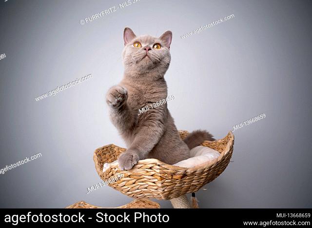 curious 6 month old lilac british shorthair kitten on scratching post playing lifting paw looking up