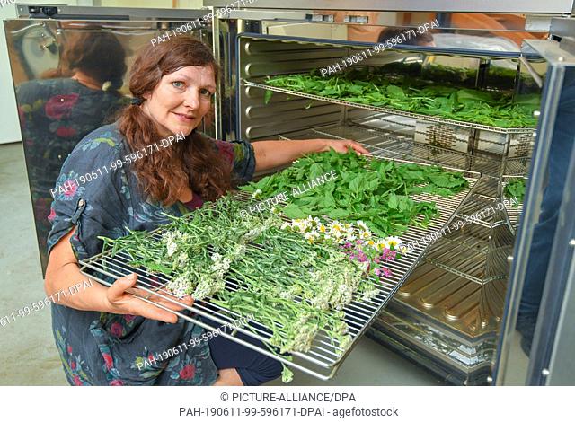 11 June 2019, Brandenburg, Jänschwalde: Undine Janetzky, head of Lusiza GmbH, pushes a grid of wild herbs such as yarrow, daisies