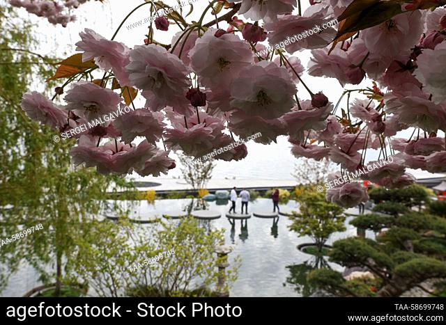 RUSSIA, REPUBLIC OF CRIMEA - APRIL 27, 2023: Cherry blossoms hang from a tree branch in the Six Senses Japanese garden at Mirya Resort & SPA