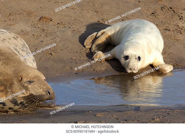 Grey Seal Halichoerus grypus pup in white lanugo coat by pool of water near its mother November Donna Nook, Lincolnshire, UK