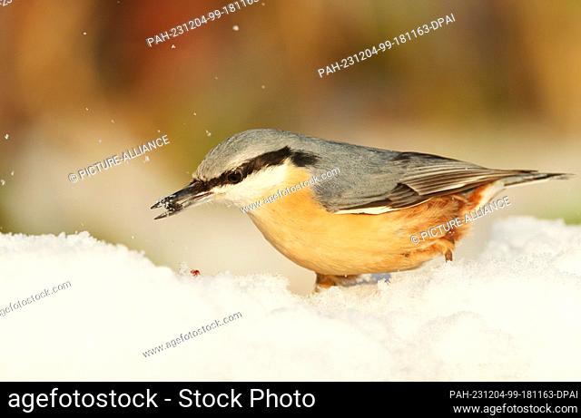 01 December 2023, Berlin: 01.12.2022, Berlin. A nuthatch (Sitta europaea) stands in the snow on a cold December day next to a place where birds are being fed