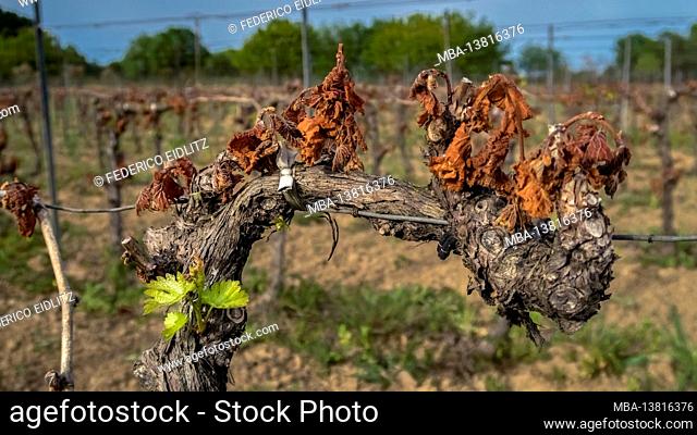 Frost damage to a grapevine near Fleury d'Aude in spring