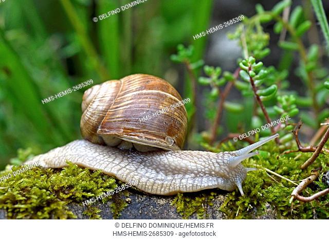 France, Doubs, Brognard, Burgundy Snail (Helix pomatia