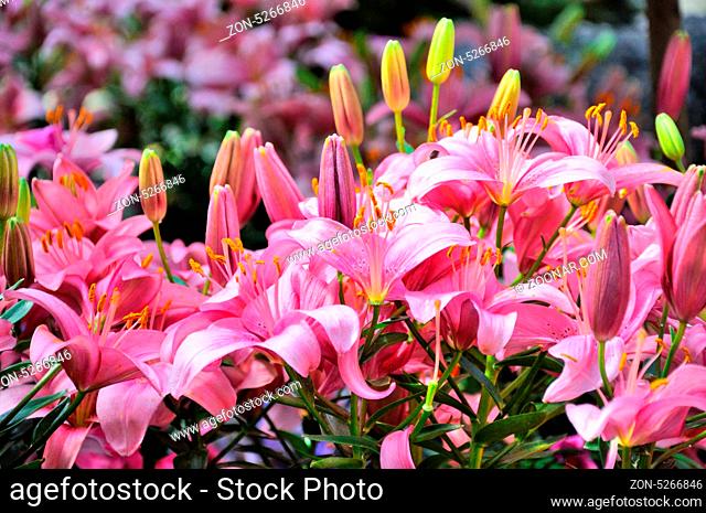 Pink lily flowers in closeup in Palmen Garten, Frankfurt am Main, Hessen, Germany