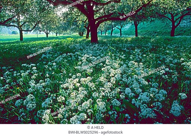 ramsons Allium ursinum, Ramsons on a fruit tree meadow, Germany, Baden-Wuerttemberg, Neckar Valley