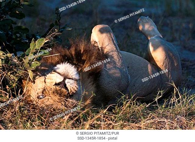 Left-eye blind Lion Panthera leo lying on grass, Savuti Channel, Linyanti, Botswana
