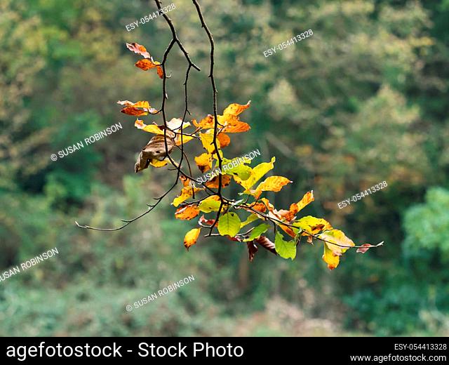 Beech leaves on branch in Autumn, changing colour