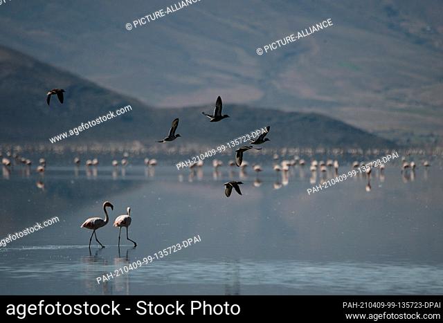 07 April 2021, Bolivia, Oruro: Flamingos and ends are seen on Lake Uru Uru, which is affected by plastic waste us acid mine water