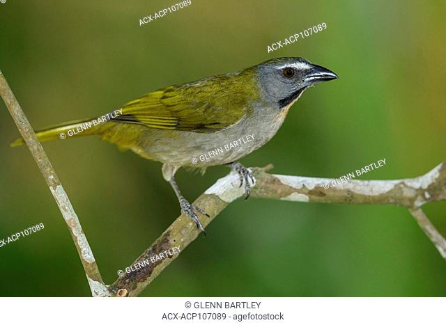 Buff-throated Saltator (Saltator maximus) perched on a branch in the mountains of Colombia, South America