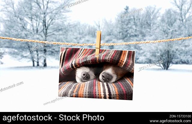 photo of dogs hanging on a string with clothespin, cuddly and warm in winter , with snow as background