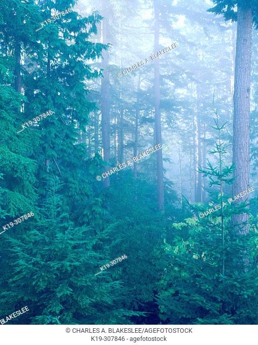 Western red cedars (Thuja plicata) and Douglas Firs (Pseudotsuga menziesii) in fog. Fidalgo Island. Skagit county. Washington. USA