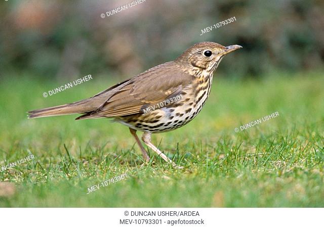 Song THRUSH - Searching for food on lawn (Turdus philomelos)