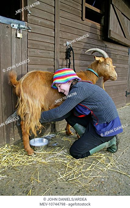 Golden Guernsey Goat in farm yard being milked