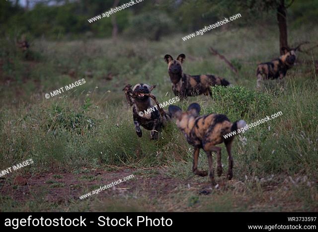 A pack of wild dog, Lycaon pictus, greet each other in a grass clearing