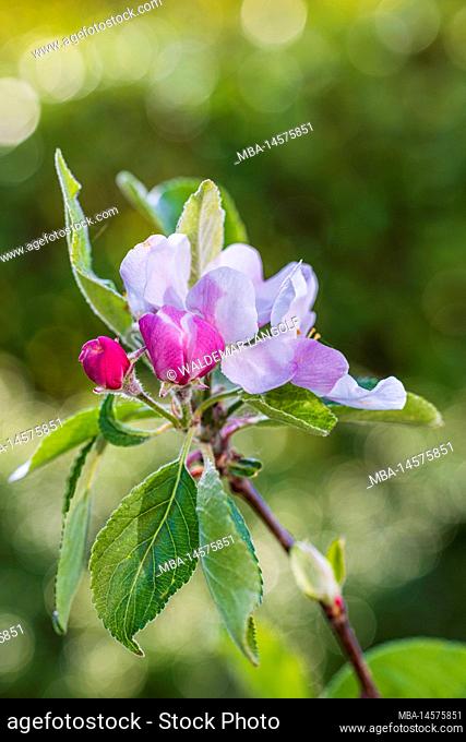 Apple blossom in spring, branch, inflorescence, closeup
