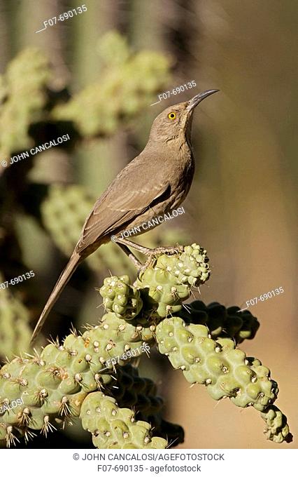 Curve-billed Thrasher (Toxostoma curvirostre). Arizona. Perched on cholla cactus. The most common desert thrasher. Resident southwest U
