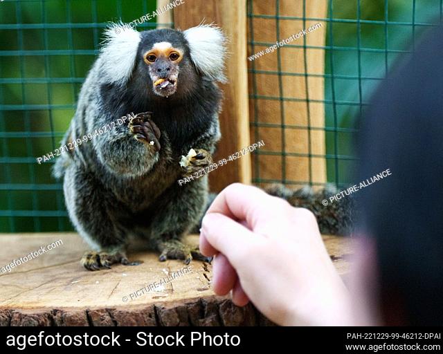 29 December 2022, Brandenburg, Potsdam: Animal keeper Rebekka feeds the white-tufted monkey (Callithrix jacchus) Manfred during a press tour for the annual...