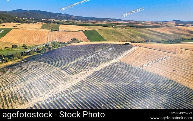 Lavender meadows in open countryside. Amazing aerial view in summer season