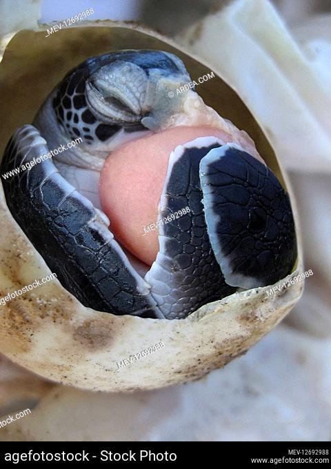 Baby turtle inside the egg. Notice the pink yolk sac. Turtle eggs are commonly buried in sand, mud or loamy soil that prevents the eggs from drying out during...