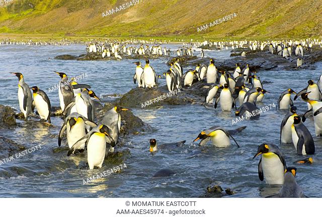 King Penguins (Aptenodytes patagonicus) walking, interacting, wading, swimming, diving near beach and coastal rocks, fall morning,  St