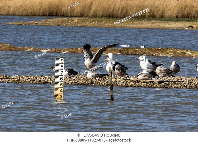 Water level depth gauge on East Scrape, Minsmere Suffolk. With Lesser Black backed Gulls
