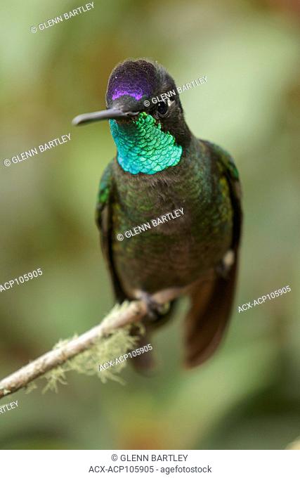 Magnificent Hummingbird (Eugenes fulgens) perched on a branch in Costa Rica