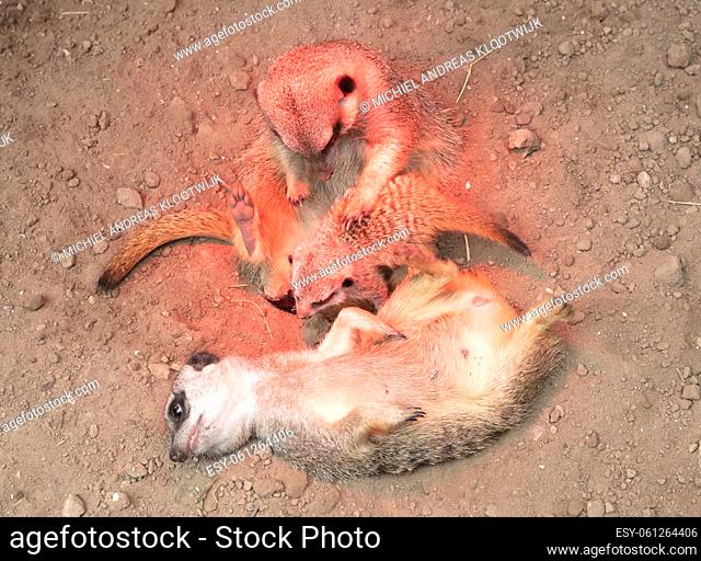 Family of Meerkat cuddling for warmth, under a red light, selective focus