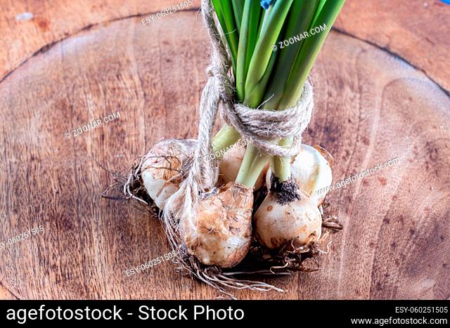 spring flower bulbs on a wooden surface