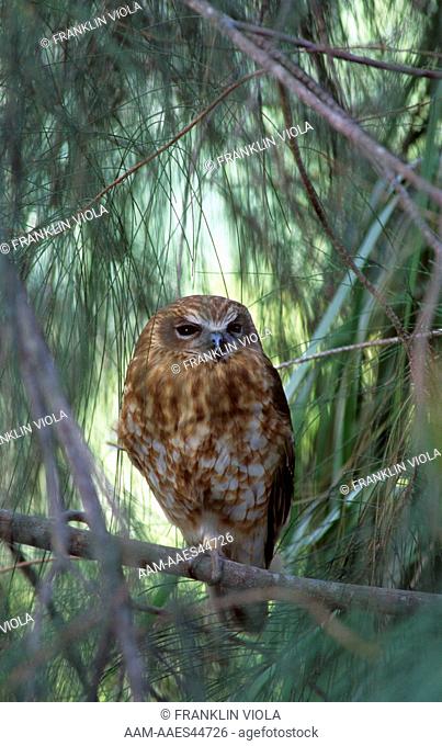 Southern Boobook Owl (Ninox novaeseelandiae), Australia