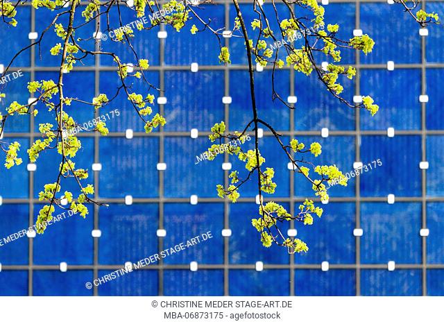 lime blossoms in front of the blue facade of the Herz-Jesu-Kirche, Munich
