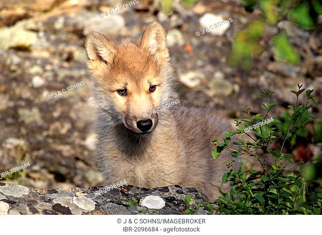Gray Wolf (Canis lupus), pup, eight weeks, portrait, Montana, USA, North America