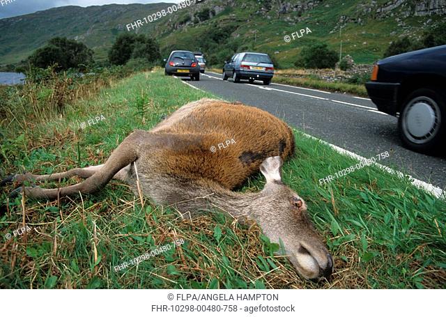 Red Deer Cervus elaphus dead hind, road traffic accident, Scotland